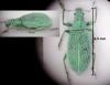 Polydrusus planifrons